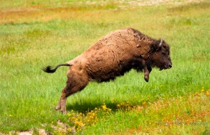 jumpingbuffalo-yellowstonenationalp